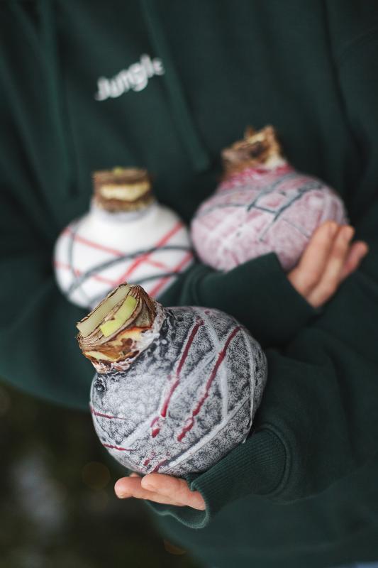 Амариллис в воске 3