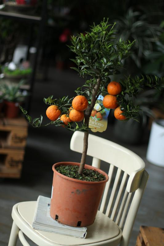 Цитрус Чинотто