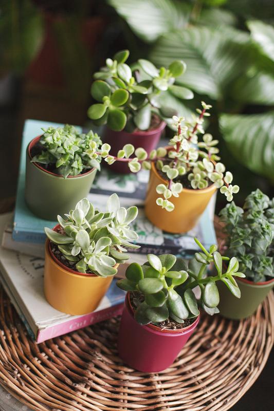 Крассула микс / Crassula mix