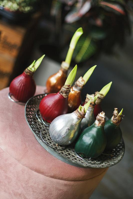 Амариллис в воске 4