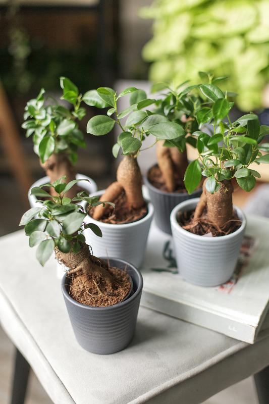 Бонсай Фикус Гинсенг / bonsai Ficus Ginseng 6.15