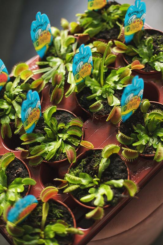 Дионея (венерина мухоловка) / Насекомоядное 