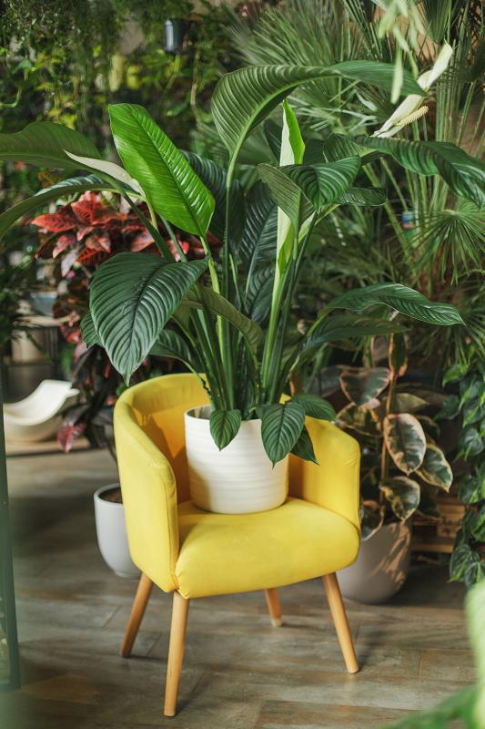 Спатифиллум сенсация