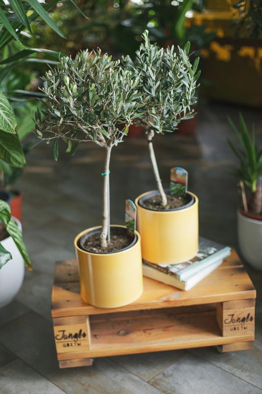 Оливковое дерево/ Olea europaea 