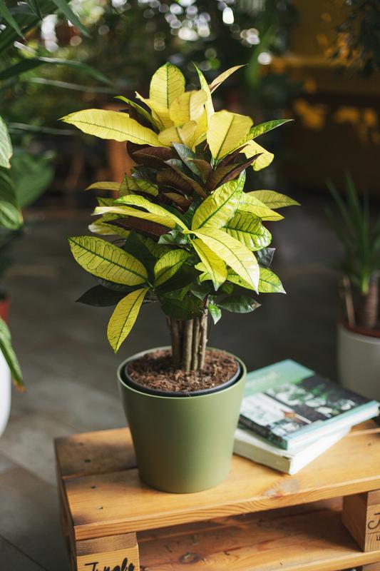 Кодиеум Миссис Айстон/ Кротон 19.65