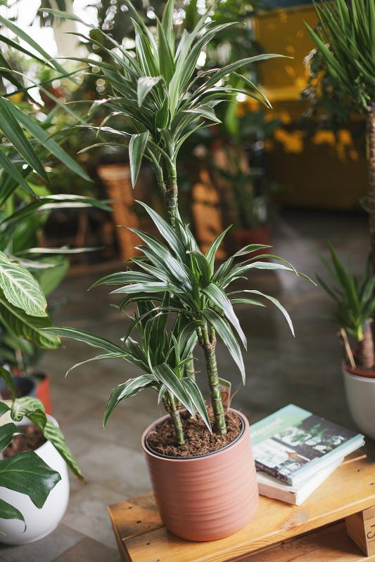 Драцена Варнецки 