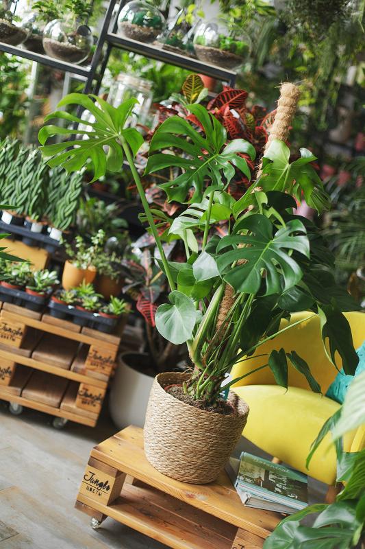 Монстера деликатесная / Monstera deliciosa 24.110