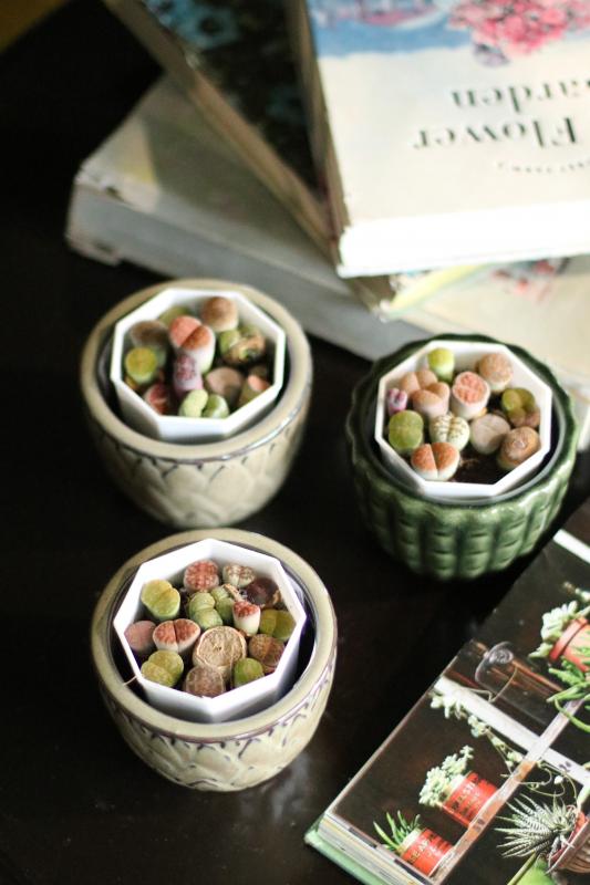 Литопс / Lithops 