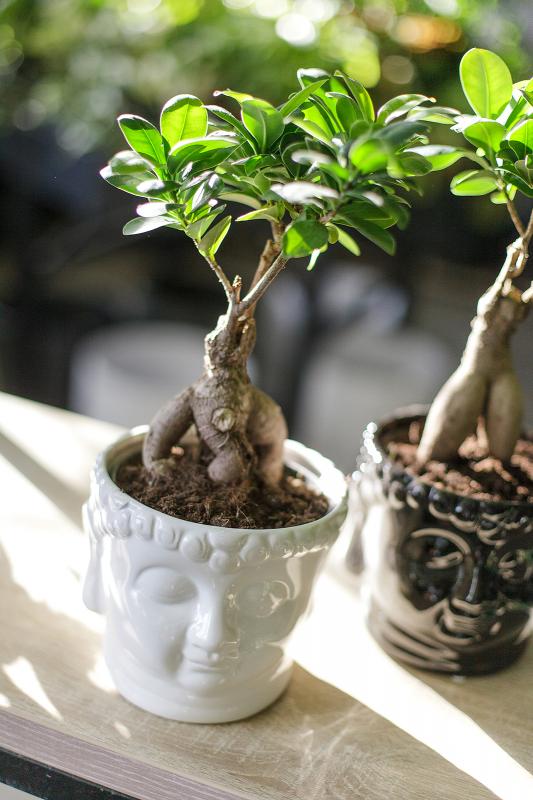 Бонсай Фикус Гинсенг / bonsai Ficus Ginseng 