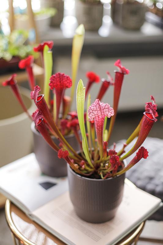 Саррацения/ Sarracenia