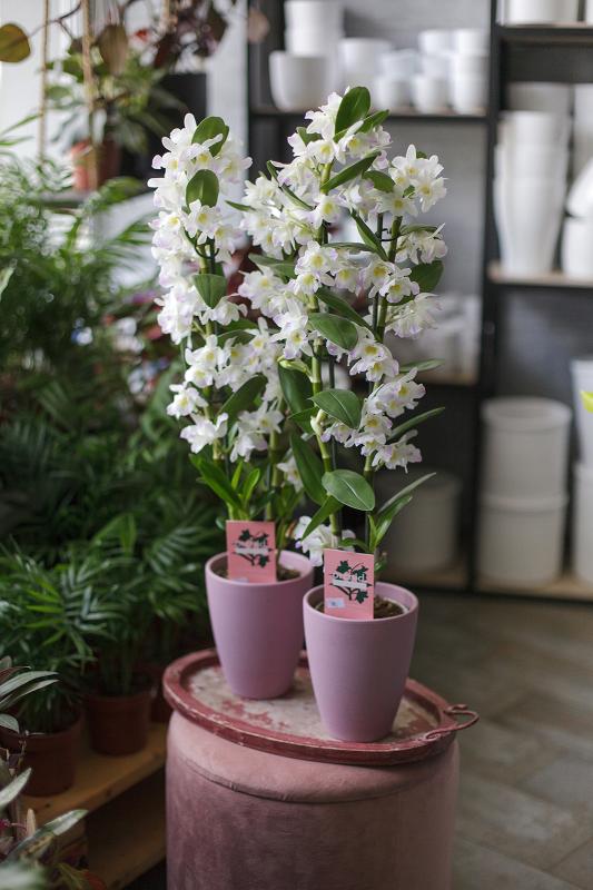 Дендробиум белый/ Dendrobium