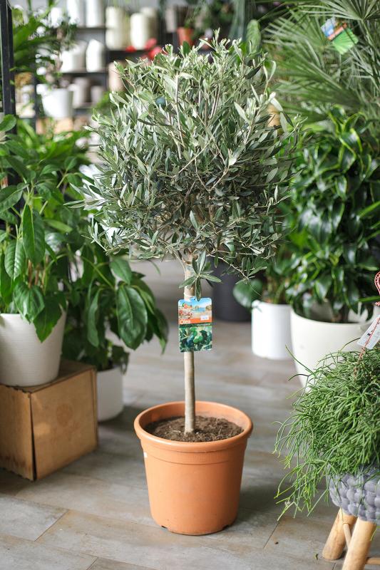 Оливковое дерево (оливка) / Olea europaea 