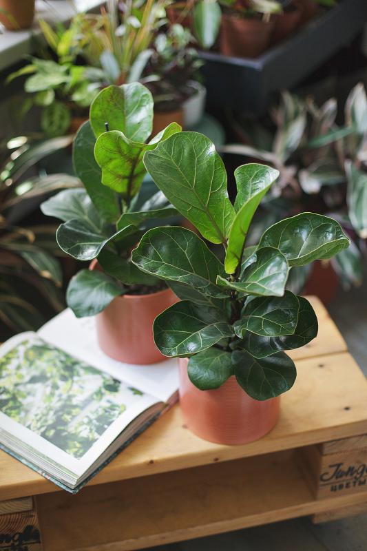 Фикус Лирата Бамбино/ Ficus lyrata Bambino 