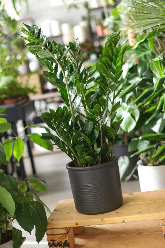 Замиокулькас / Zamioculcas 