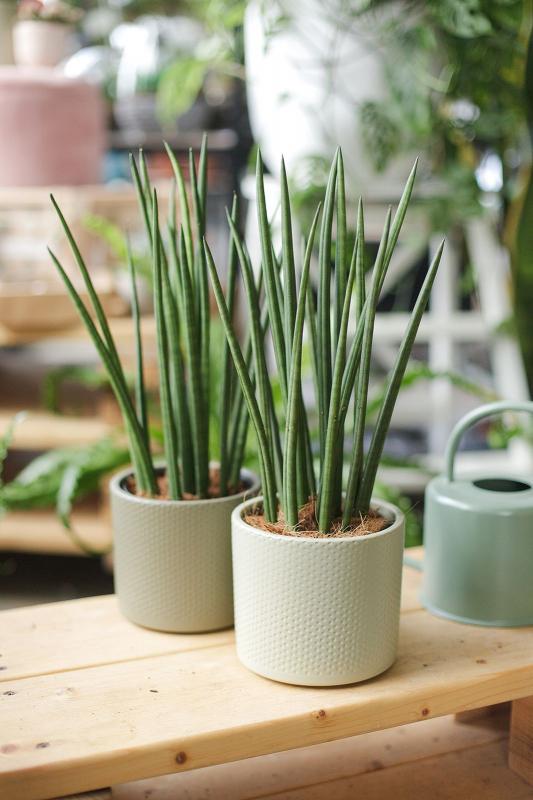 Сансевиерия Цилиндрика/ Sansevieria cylindrica 12.40