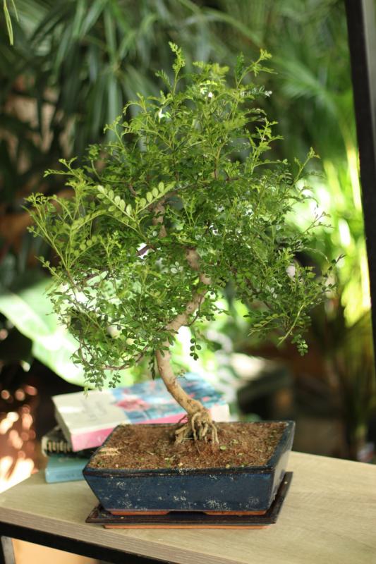 Бонсай Микс в керамике