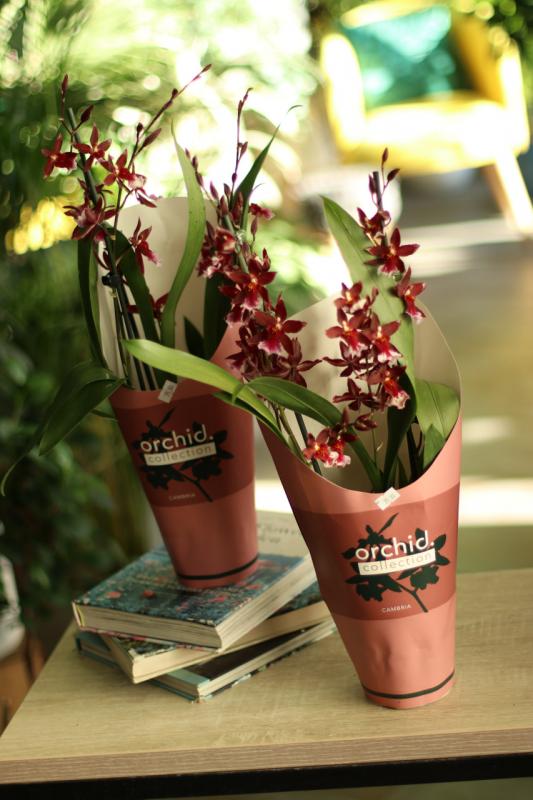 ОРХИДЕЯ Камбри