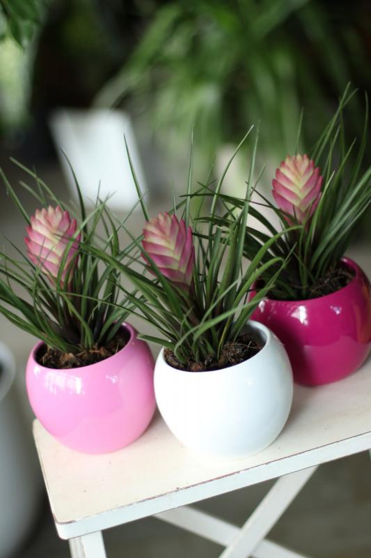 Тилландсия Анита/ Tillandsia 