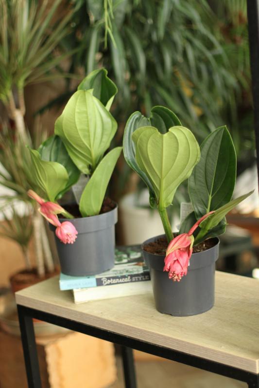 Мединилла / Medinilla