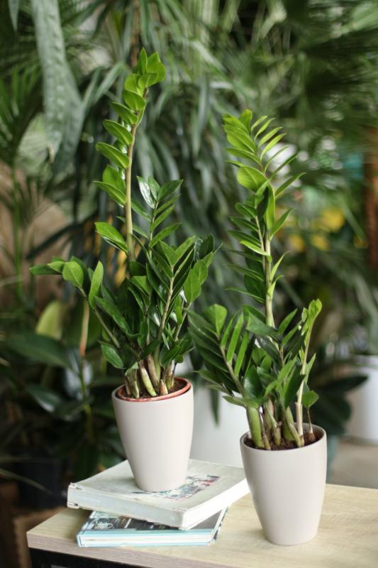 Замиокулькас / Zamioculcas.