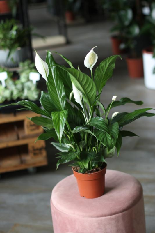 Спатифиллюм / Spathiphyllum 