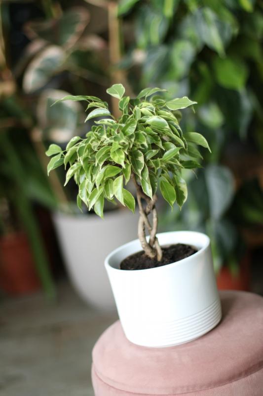 Фикус Бенджамина на косе МИКС/ Ficus benjamina