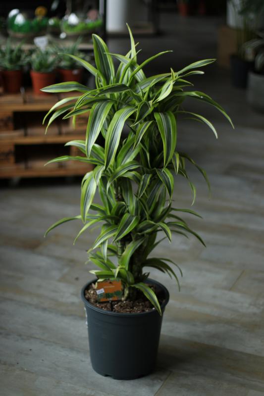 Драцена Лемон Лайм 