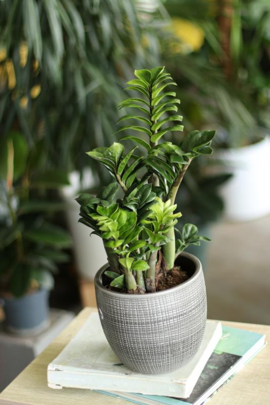 Замиокулькас зензи 14.50