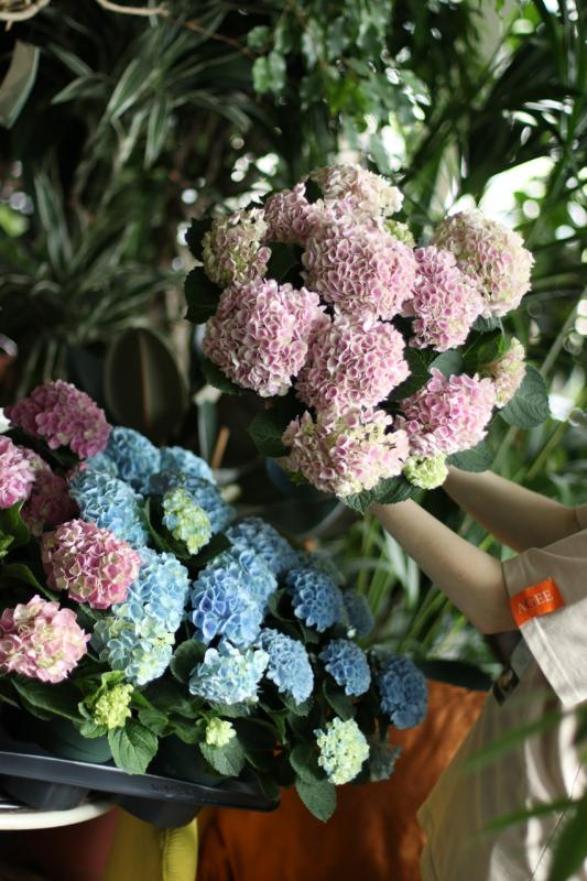 Гортензия / Hydrangea