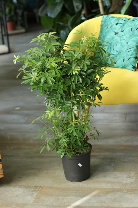 Шеффлера Луизиана/ Schefflera
