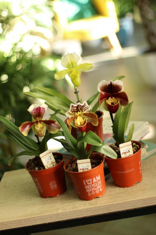 Орхидея Пафиопедилум