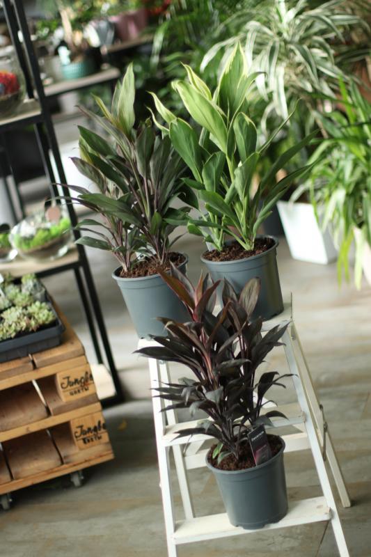 Кордилина микс / Cordyline 