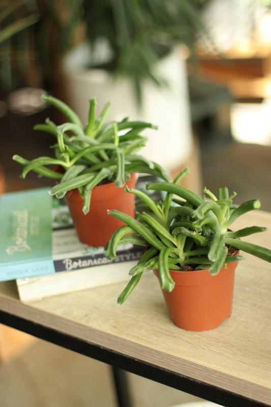 Котиледон Хобот Слона