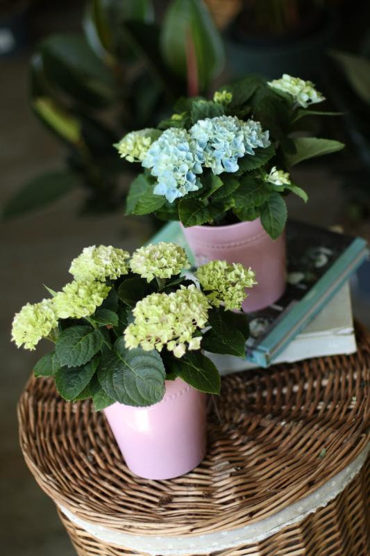 Гортензия Революшн / Hydrangea.