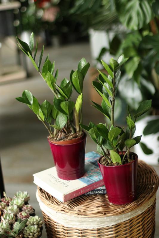 Замиокулькас/ Zamioculcas