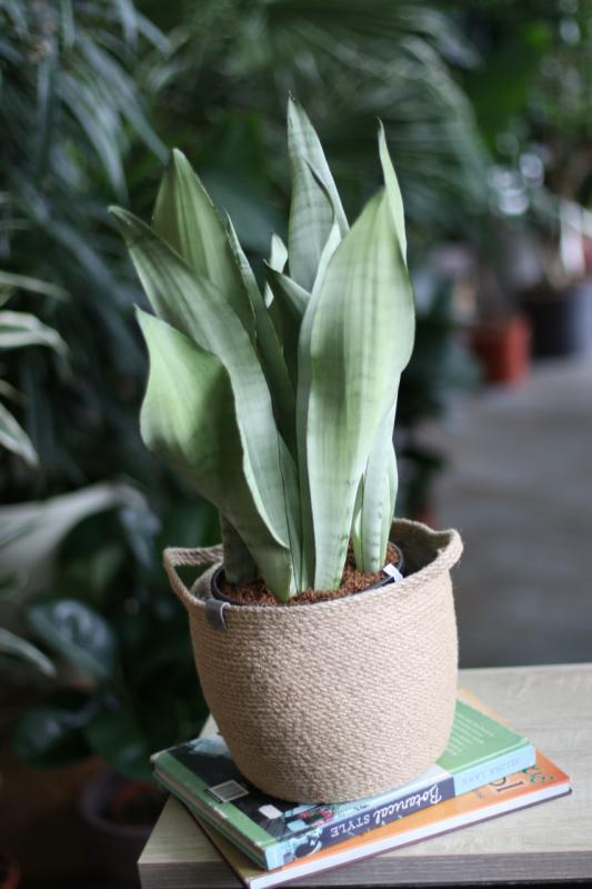 Сансевиерия Муншайн/ Sansevieria Moonshine 