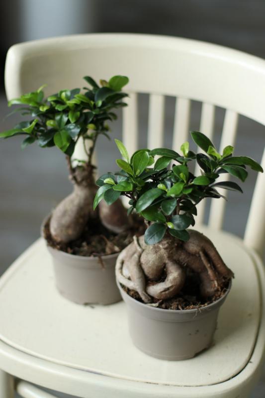 Бонсай Фикус Гинсенг / bonsai Ficus Ginseng 15.30