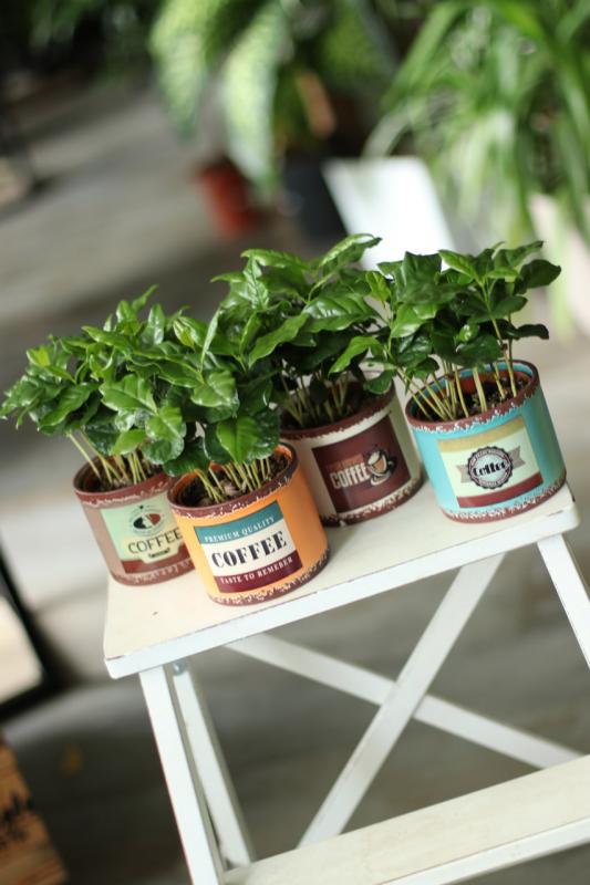 Кофейное дерево/Кофе