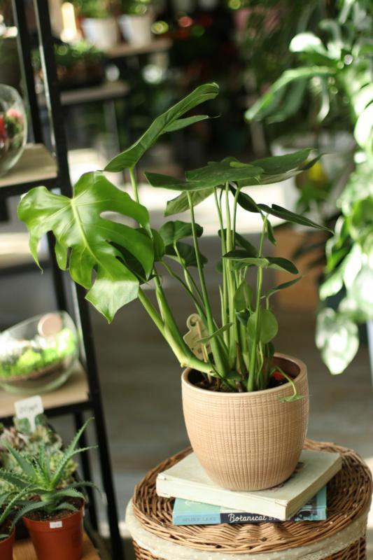 Монстера Деликатесная