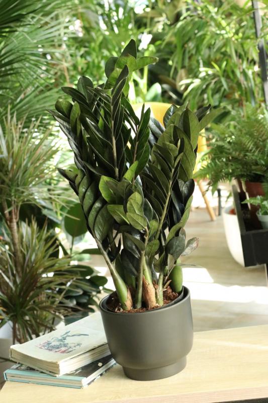 Замиокулькас Равен  Zamioculcas 