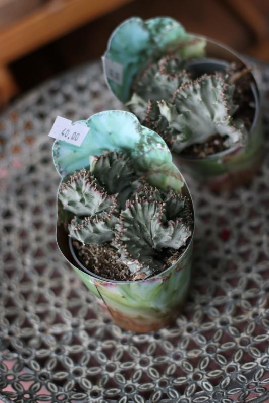 Эуфорбия лактея