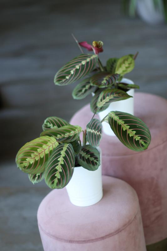Маранта  / MARANTA 