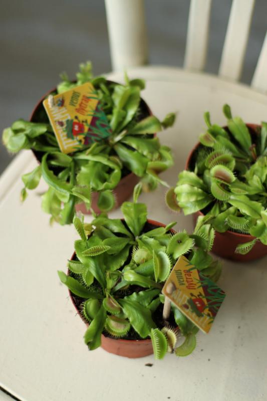 Мухоловка / Дионея