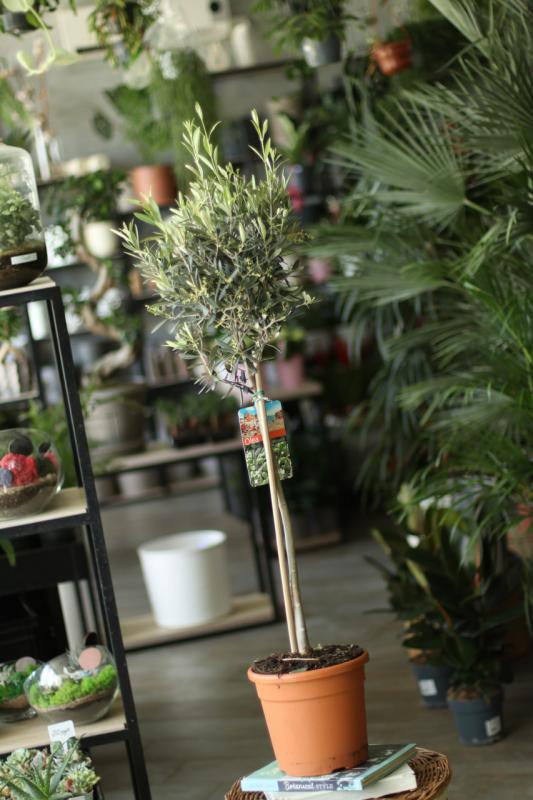 Оливковое дерево (оливка)