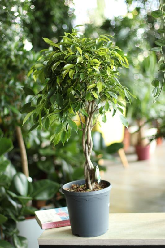 Фикус Бенджамина Фолиоле / Ficus benjamina 