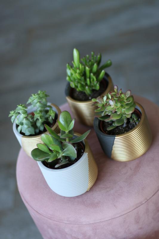 Крассула Микс