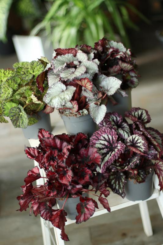 Бегония Микс / Begonia 