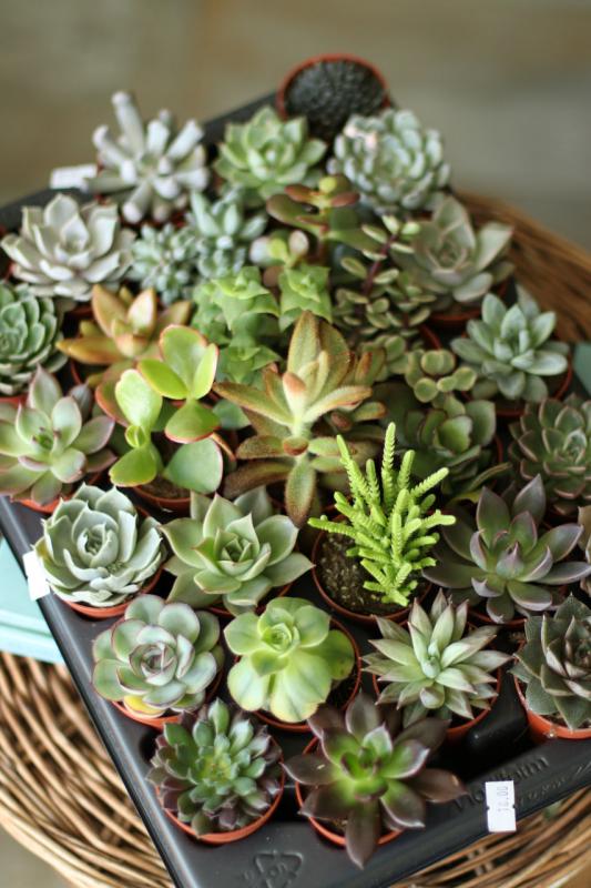 Суккулент микс