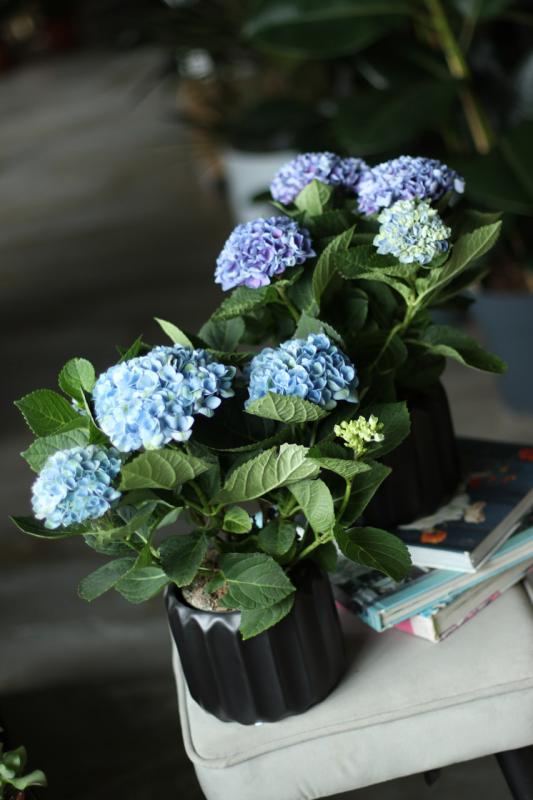 Гортензия Революшн / Hydrangea.