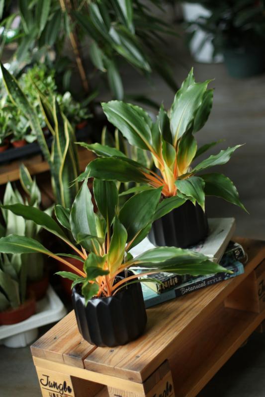 Хлорофитум Грин Оранж / Chlorophytum Green Orange